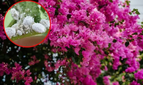 Hoa giấy bị rệp sáp, đừng nghĩ đến thuốc trừ sâu mà hãy thử ngay những loại 'thuốc' sẵn trong bếp này