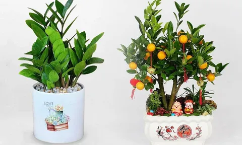 Chuyên gia phong thủy bật mí 4 loại cây giúp chiêu tài, tụ lộc, đặt ở vị trí này trong phòng khách thì gia chủ chẳng mấy rủng rỉnh tiền tiêu