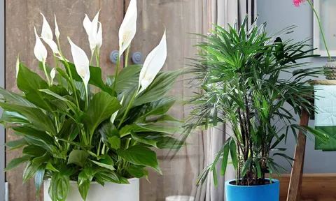 3 cây cảnh dễ trồng, cầu sức khỏe, xua tà khí, hút tài lộc, rất hợp đặt ở hiên nhà