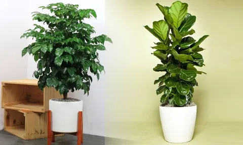 Phòng khách đừng để trống, rước 7 loại cây này về trồng thì đại cát đại lợi, làm ăn lên như diều gặp gió