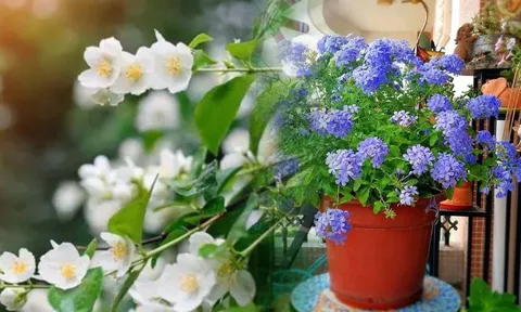 Hè về, trồng ngay 5 loại hoa ưa nắng, chịu nóng đẹp tuyệt dưới đây, loại thứ 2 vứt cành ra đất một tháng sau đã thấy cả vườn hoa
