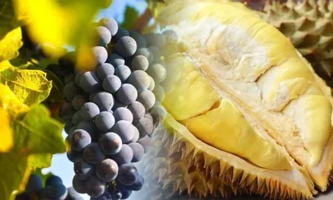 Mùa hè, đừng đụng đến 2 loại "trái ngọt" kẻo hại gan, ăn luân phiên 3 loại "quả chua" để dưỡng gan bảo thận