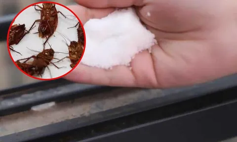 Đem nắm gia vị giá rẻ này rắc ở góc nhà, sáng ngủ dậy thấy điều kỳ diệu