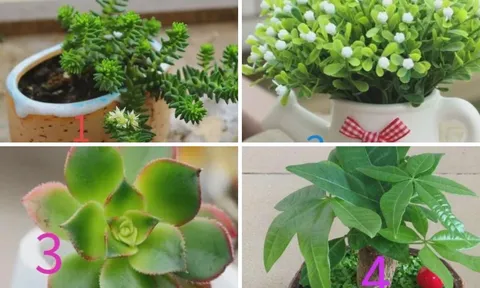 Muốn biết tháng 6 bạn có thay đổi gì hay không, chọn ngay cây xanh yêu thích để đặt trong phòng ngủ!