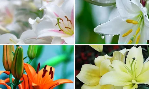 Trắc nghiệm: Bông hoa yêu thích nhất hé lộ tin vui bạn sắp đón nhận trong tương lai