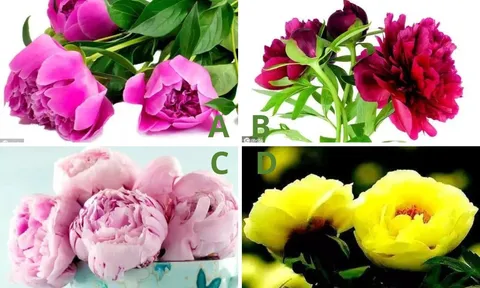 Trắc nghiệm: Chọn bông hoa yêu thích nhất để biết chồng bạn sẽ cho vợ cuộc sống như thế nào trong tương lai