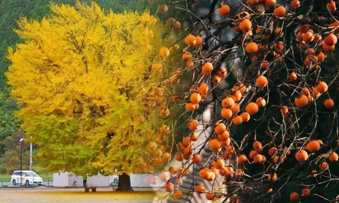 Trồng 3 cây ăn quả này trước cổng giúp nghênh tài lộc, đón phú quý, con cháu phúc trạch đầy nhà