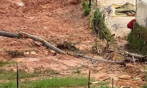 Lâm Đồng: Hy hữu gười đàn ông rửa tay bên suối, bị cây thông khô gãy đè tử vong