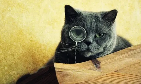 Những sự thật thú vị về loài mèo: Có 'vân mũi' độc nhất vô nhị, 'oan ức' vì bị cho là 'chảnh chọe'