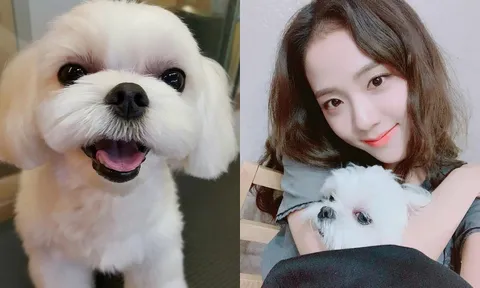 Jisoo được Dior 'sủng lên trời': Đến chó cưng của nàng đại sứ cũng có quà đắt đỏ vào ngày sinh nhật