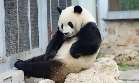 Pandabiz: 'Thần đồng' của giới gấu trúc gọi tên MengLan, thông minh, nghịch ngợm nhưng rất tình cảm