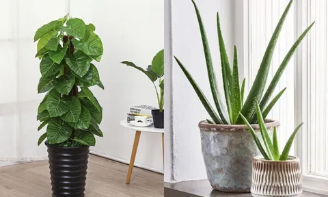 5 loại cây được xem như điều hòa mini trong nhà, vừa đẹp lại hợp phong thủy