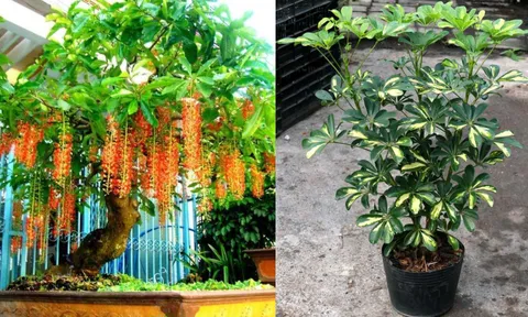 5 loại cây cảnh mà nhà nào cũng nên có trước hiên nhà để đón tài lộc, 'tiền vào như nước' cho gia chủ