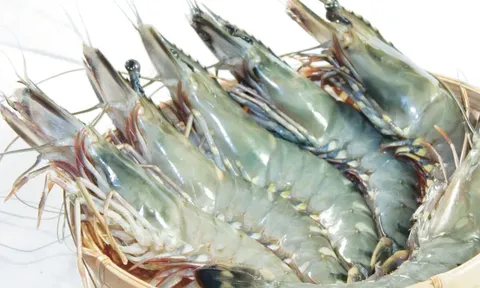 2 bộ phận tưởng bổ của tôm nhưng lại cực độc, gây hại đến cơ thể