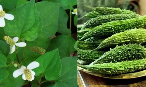 4 loại lá có sẵn trong vườn nhà giúp giảm mẩn ngứa, rôm sảy, cực tốt với trẻ nhỏ