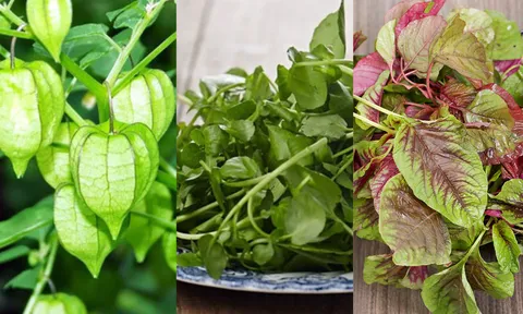 3 loại rau mọc dại đầy đường nhưng lại có công dụng hơn cả 'nhân sâm quý'