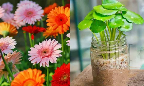 4 loại cây như 'cỗ máy in tiền', đặt 1 chậu trong nhà vừa đẹp, vừa rủng rỉnh tiền bạc