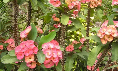 3 loại hoa đẹp nhưng không may mắn, trồng trong nhà dễ gặp xui, tiền tài thất thoát