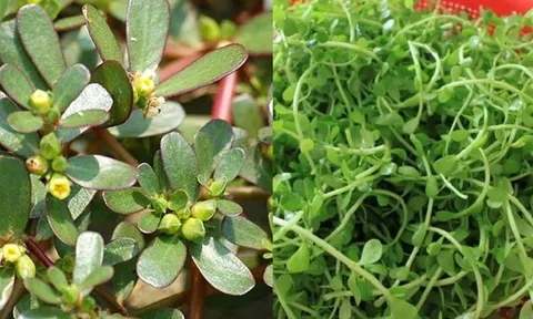 5 loại rau từng được bị cho là món nhà nghèo bỏ đi, giờ lại được săn lùng vì tác dụng quý