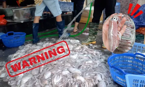 Mực - bạch tuộc vào mùa, rẻ đến mấy cũng không được mua những loại này: Số 3 độc gấp 50 lần rắn hổ mang