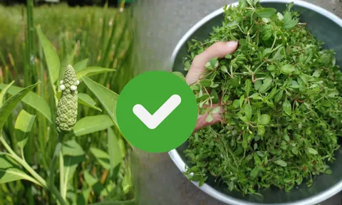 Loại rau mọc dại đầy trong vườn nhưng bổ ngang sâm quý, ít người biết mà bỏ qua cơ hội trường thọ