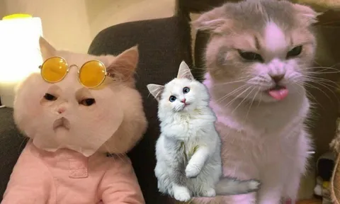 Dấu hiệu chứng tỏ bạn đã 'lọt vào mắt xanh' của loài mèo, muốn dứt chẳng được