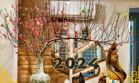 Tết 2024: Sai lầm khi chơi hoa đào 'chưa hết mùng đã rũ rượi', người trồng lâu năm chỉ rõ nhiều nhà mắc