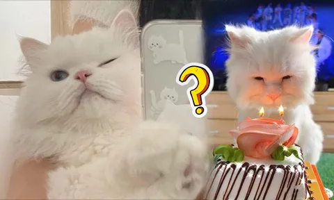 Mèo thường sống bao lâu, vì sao khi mèo triệt sản sẽ thọ hơn?