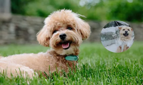 Chủ nhỏ vắng nhà nhiều năm, chú chó khi gặp lại có phản ứng khiến cõi mạng vỡ òa