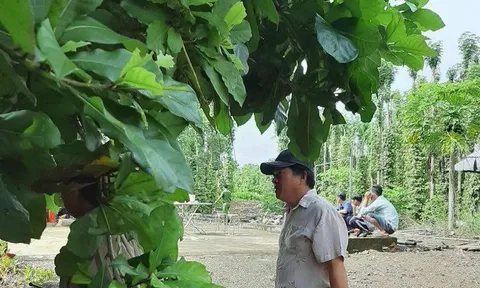Điều tra vụ phát hiện thi thể người đàn ông tại vườn tiêu