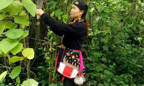 Hé lộ biệt dược trị dứt "nỗi niềm" yếu sinh lý của "thần y" núi Tản