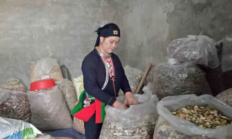 Y thuật chữa vô sinh độc nhất vô nhị của "thần y" núi Tản