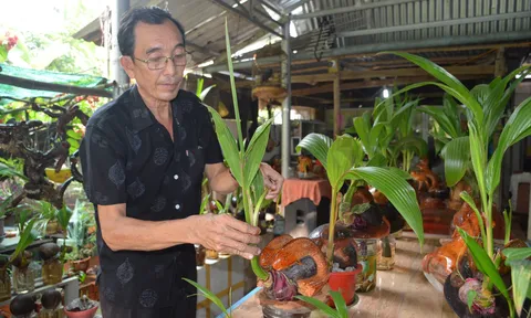 Kỳ công “biến” dừa lên mộng thành kiểng bonsai của lão nông miền Tây