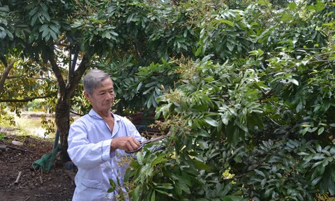 Lão nông Mười Sử - người đưa trái ngọt về xứ rừng U  Minh