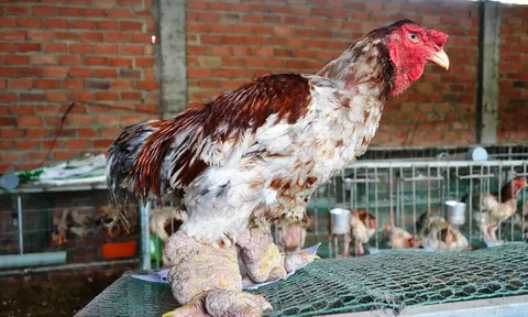 Về xứ Đồng Nai săn gà Đông Tảo chơi Tết