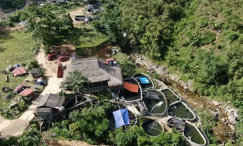 Độc đáo mô hình homestay kết hợp trại cá hồi ở Sa Pa