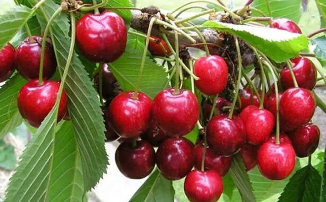 “Quả quý tộc” đỏ mọng, nổi tiếng xa xỉ, nay đã xuất hiện trong vườn nhà nông Việt, giàu vitamin và chất chống oxy hóa